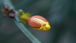 Flower Stock Footage