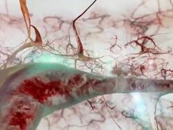Brain Neurons Tracking vivd Stock Footage