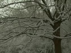 Zoom onto snow covered branches from tree in snow covered woodland, South England Stock Footage