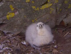 A Northern Fulmar chick spits near a moss-covered rock in Iceland. Stock Footage