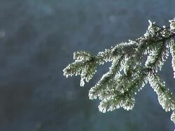 HD: Frozen twigs Stock Footage