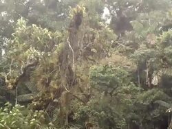 Time-lapse of mist blowing through tropical rainforest Stock Footage