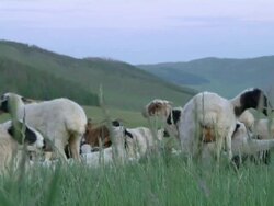 MS R/F Herd of sheeps / Central-south Mongolia, Mongolia Stock Footage