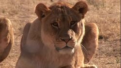 Lionesses rest on the dry savanna. Stock Footage
