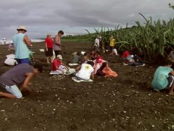 MS Locals digging for eggs on Ostional beach / Ostional Beach, Guanacaste, Costa Rica Stock Footage