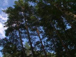 Forest move Stock Footage