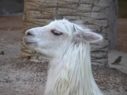 White Llama Close-up Stock Footage