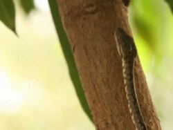 Tree Boa Stock Footage