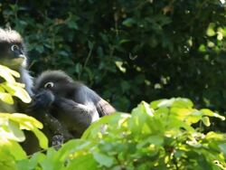 Dusky Leaf Monkey Grooming Stock Footage