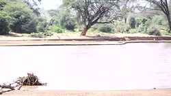 African Elephant at wild Stock Footage
