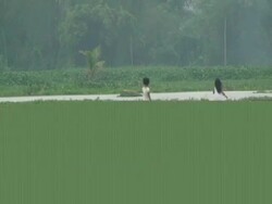 Children walk on makeshift bridge over flood waters in downtown Manila, Philippines, Typhoon Mirinae 2009 Stock Footage