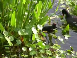 Large Bird Feeding Her Baby Stock Footage
