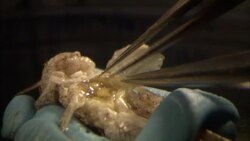 Tweezers prod at a dead locust during an autopsy. Stock Footage