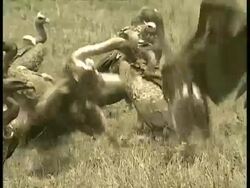 MCU Two vultures fight and kick at each other Stock Footage