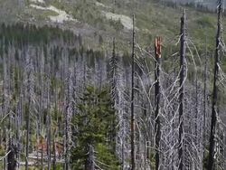 Dead Trees in Damaged Forest PAN Stock Footage