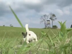 HD SUPER SLOW-MO: Dog Running For A Ball Stock Footage
