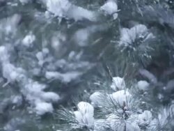 Snowstorm Stock Footage