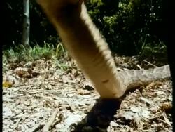 MS high speed Puff Adder, Bitis arietans, poised concertina like on leaf litter in aggressive stance, strikes to camera, Kenya Stock Footage
