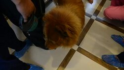 CLEAN : India's pampered pets lap up new treatments News Clip