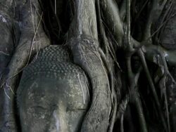 CU TD Face of stone Buddha in tree / Ayutthaya, Thailand Stock Footage