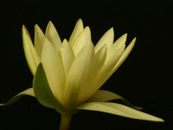 Yellow waterlily opening, black background, timelapse. Stock Footage