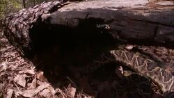 A snake coils under a fallen log. Stock Footage