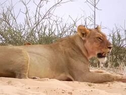 Lion in the Kalahari Stock Footage