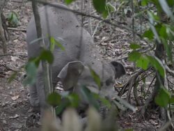 Baby Bornean Pygmy Elephant chewing on plant root Stock Footage