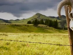 Time lapse of cattle skull and storm clouds western concept Stock Footage