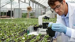 Focused Caucasian male botanist inspects plant in greenhouse Stock Footage