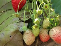 Strawberry fields Stock Footage
