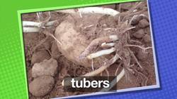 Way Cool Science II: Seeds and Plants Instructional Video