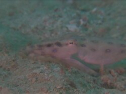 CU PAN Shot of Blue ringed octopus / Kota Kinabalu, Sabah, Malaysia  Stock Footage