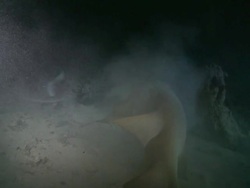 Marble Ray (Taeniura meyeni), Pink Whipray (Himantura fai) and Tawny Nurse Shark (Nebrius ferrugineus) feeding at night, Vaavu Atoll, The Maldives Stock Footage