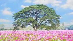 Cosmos beautiful Stock Footage