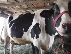 Cow in the barn - HD Stock Footage