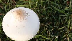 Poisonous mushrooms on lawn in the morning. Stock Footage
