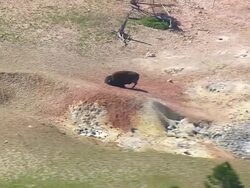 WS AERIAL ZI Shot of bison rubbing his back on ground / Wyoming, United States Stock Footage