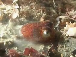 Atlantic Cuttlefish trying to hide using tentacles, night, English waters, United Kingdom Stock Footage