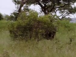 MS View of mother rhino / Save Valley, Southern Zimbabwe, Zimbabwe Stock Footage