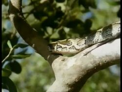 MS Python, head in tree, Kenya Stock Footage