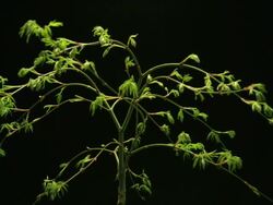 Medium Close Up static _ A Japanese maple tree blooms Stock Footage