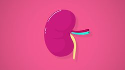 Urinary System, part 1: Crash Course A&P Instructional Video