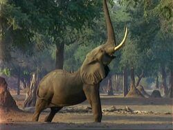 African Elephant (Loxodonta africana), MCU elephant stretches up to pull leaves off tree with trunk and eats Stock Footage