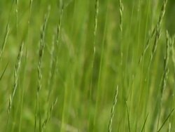 Grass Straw Blowing in the Wind Stock Footage