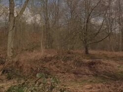 General woodland interior pan, April, early Spring, UK (part of time lapse seasonal series) Stock Footage