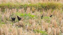 Local Cock in the rural Stock Footage