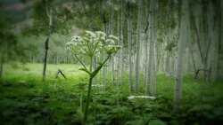 Wildflowers and aspen trees blow in the mild wind. Stock Footage