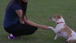 Shaking a Paw Stock Footage