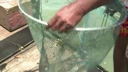 CLEAN : Centuries old Chinese fishing tradition fades on Indian shores News Clip